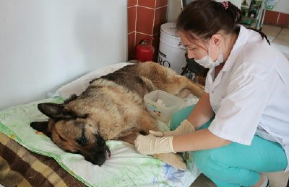 В день до 120 операций: команда ветеринаров и волонтеров открыла единственную в Сибири больницу для бездомных животных