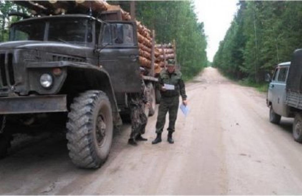 Число нарушений при заготовке леса уменьшается в Здвинском районе