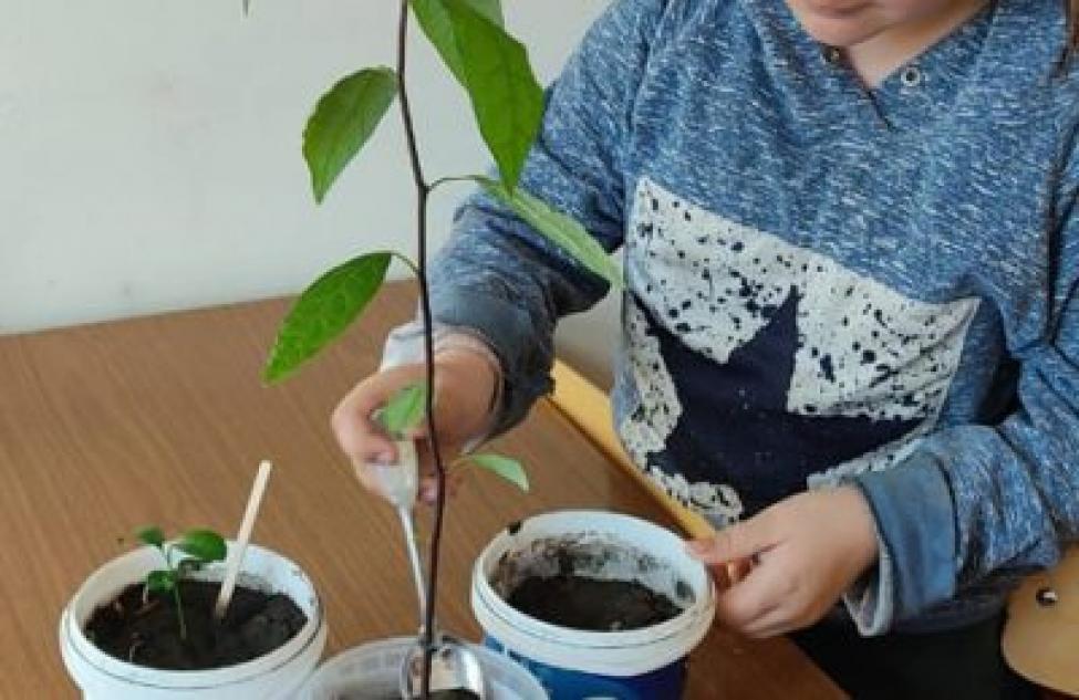 Воспитанники Здвинского Дома десткого творчества выращивают экзотические растения