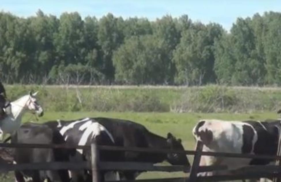Как проходит летний выпас крупного рогатого скота в Здвинском районе