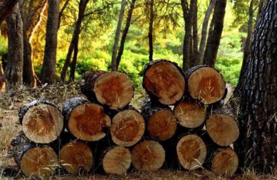 Жители области могут заказать дрова через Госуслуги