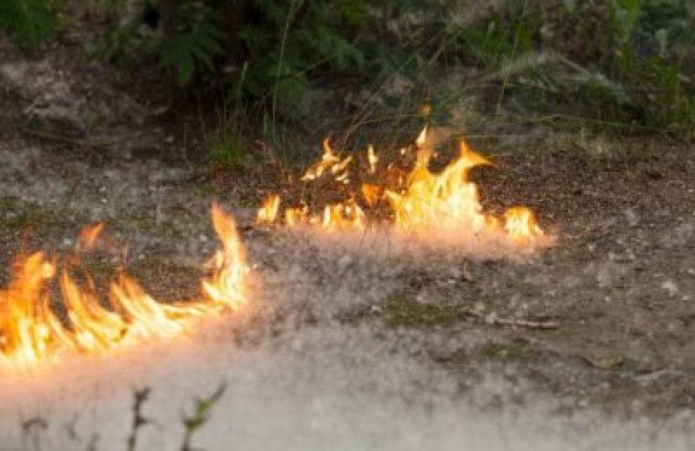 В Новосибирской области резко возросло количество возгораний тополиного пуха