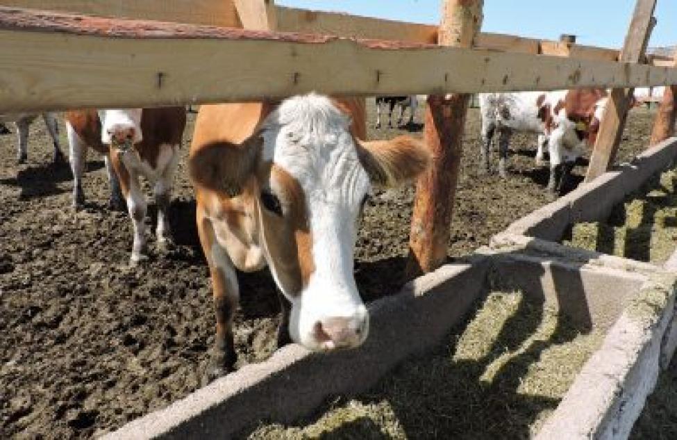 Как сохранить маточное поголовье и увеличить стада обсудили в минсельхозе Новосибирской области