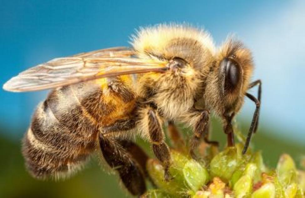 Здвинским пчеловодам напомнили, как сберечь пчел