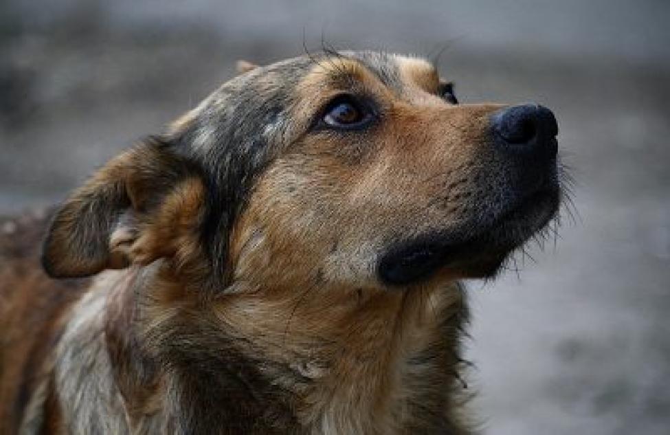 Бродячих собак Здвинского района отловит ветеринарная клиника «Котопес»