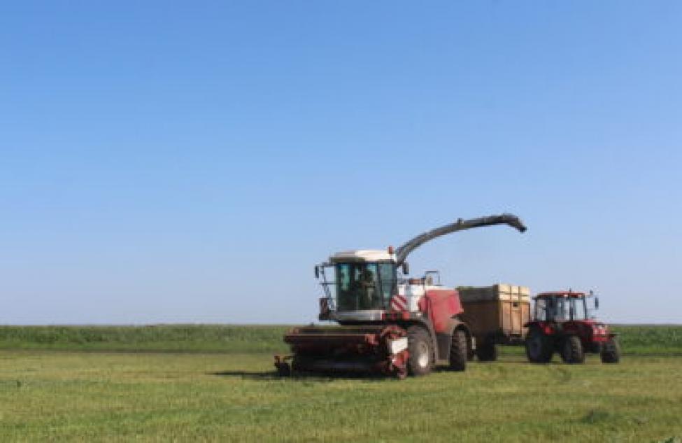 В «О «Урюмское» Здвинского района идет уборка кукурузы