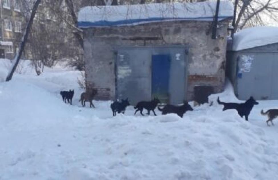 О бродячих животных жители Новосибирской области теперь могут сообщить по номеру 112