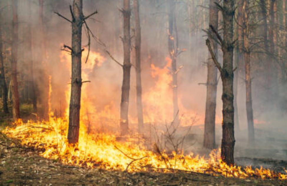 Как сберечь леса Здвинского района от пожара