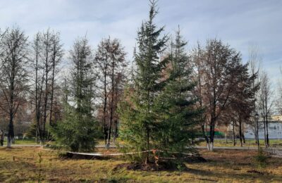 Более 100 зелёных зон появились в Новосибирской области по нацпроекту на объектах благоустройства в 2021 году