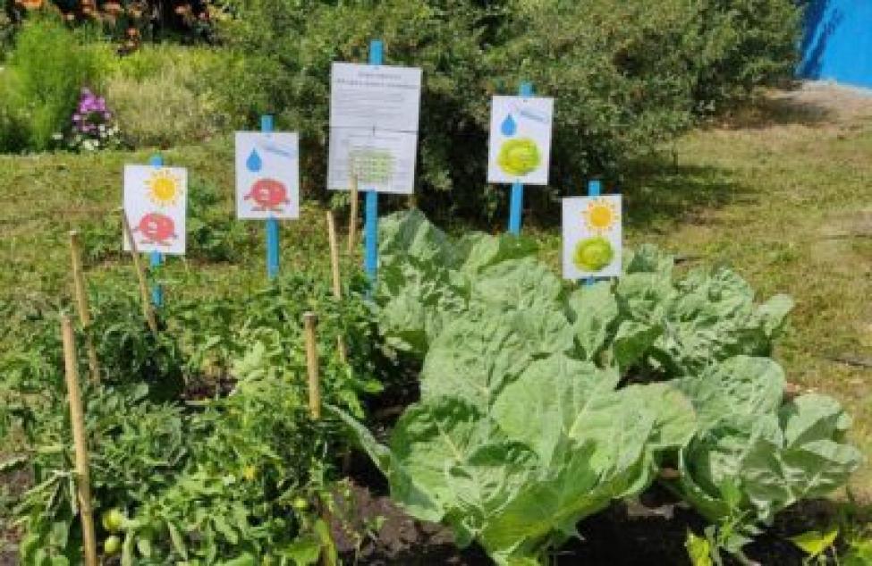 Эксперименты в огороде проводят воспитанники Здвинского дома детского творчества