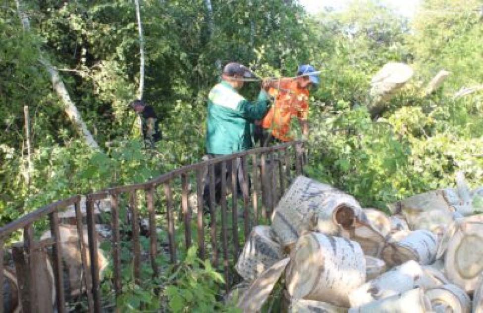 На территории Здвинского сельсовета спилены аварийные деревья