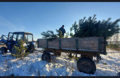 Около 30 тысяч елей, пихт и сосен заготовят новосибирские лесоводы к Новому году
