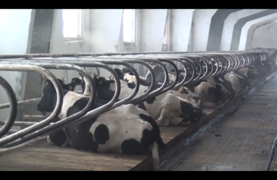 В Верх-Урюмском хозяйстве увеличивают надои молока