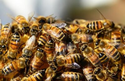 Здвинским пчеловодам напоминают правила содержания насекомых при химической обработке сельхозугодий