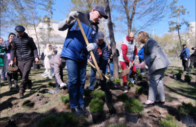 «Сад памяти» Новосибирской области пополнился сотнями деревьев