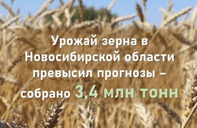 Урожай зерновых в Новосибирской области превысил прогнозы