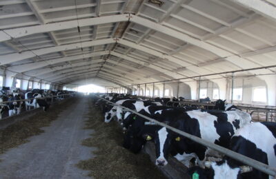 По четыре килограмма молока ежедневно прибавляют коровы у животноводов верх-урюмского хозяйства