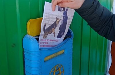 Следить за собаками призвали волонтеры жителей Здвинска
