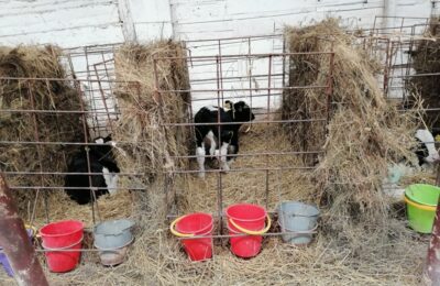 Какие результаты показал метод «холодного» содержания скота в верх-урюмском хозяйстве