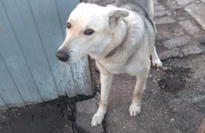 Жителям Новосибирской области запретили держать домашних животных в местах общего пользования