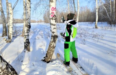 В Новосибирской области проводят учет непарного шелкопряда