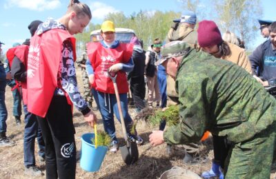«Посади дерево»: более полутора тысяч саженцев сосны посадили добровольцы