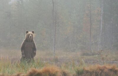 В Здвинский район забрел медведь