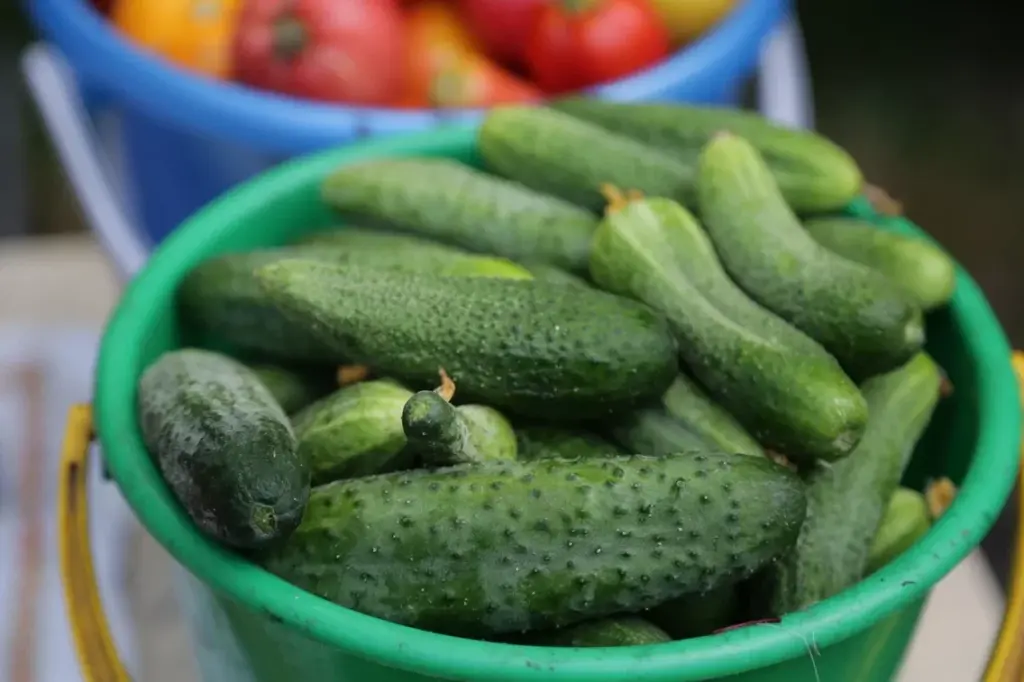 Горячий огурец. Вкусные малосольные огурцы марка. С днем малосольного огурчика.