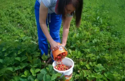 В Здвинском районе нельзя собирать ягоду рядом с автомобильными дорогами