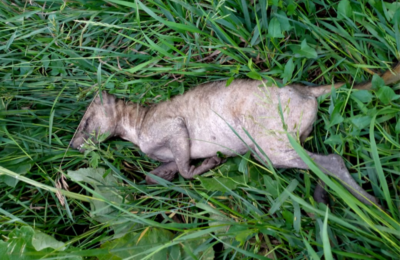 Новости соседей Здвинского райна: в Чулымском районе неизвестное животное нападало на кур