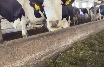 Беспривязное содержание коров дает положительные результаты в одном из хозяйств Здвинского района