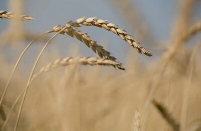 Задача полеводов Здвинского района любой ценой собрать выращенный урожай