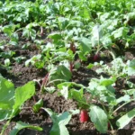 Специалисты Россельхознадзора советуют, как продлить огородную жизнь редиса
