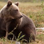 Новости соседей Здвинского района: медведь напал на мужчину с ребенком