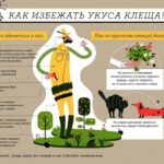 Май и июнь — время активности иксодовых клещей