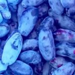 В Здвинске созрела полезная ягода
