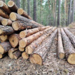 В регионе сократились незаконные рубки благодаря дистанционному мониторингу