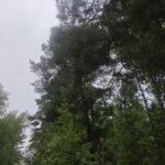 Глава региона поручил проработать меры по защите Караканского бора