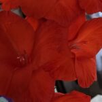 Гладиолусы — одни из любимых декоративных растений садоводов