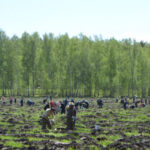 В регионе применяют эффективные меры по лесовосстановлению