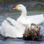 В Здвинском районе призвали выполнять правила содержания птицы и животных