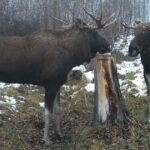 В регионе зимой подкармливают диких животных