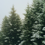 Здвинское лесничество предупреждает: Ёлки под охраной!