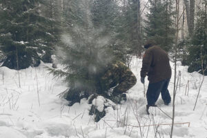 Беспилотники будут следить за заготовкой новогодних елок в Новосибирской области