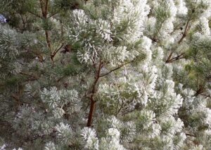 В Здвинск пришли крещенские морозы