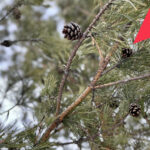 В Новосибирской области сформировали генетическую базу для сибирских лесов