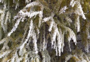 Правила пропуска уроков в Новосибирской области при сильных морозах