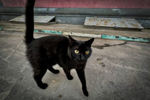 «Лишают воли человека»: о вреде суеверий рассказали священники Новосибирска