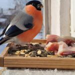 15 января отмечается День зимующих птиц