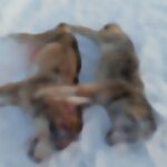 Волки атакуют Северный район